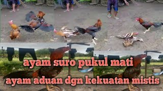 AYAM SURO PUKUL MATI AYAM ADUAN DGN KEKUATAN MISTIS