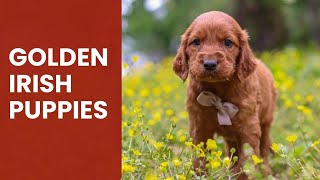 Where to Find Golden Irish Puppies AKA Irish Setter Golden Retriever Mix