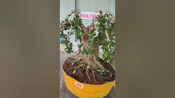 Nghệ nhân Phùng An cắt tỉa cây cảnh #bonsai