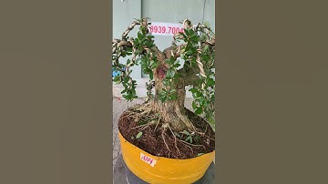 Nghệ nhân Phùng An cắt tỉa cây cảnh #bonsai