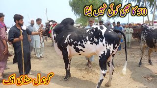 Gondal Mandi Attack Latest Rates Update | Bakra Eid 2023 | Pk Janwar Mandi