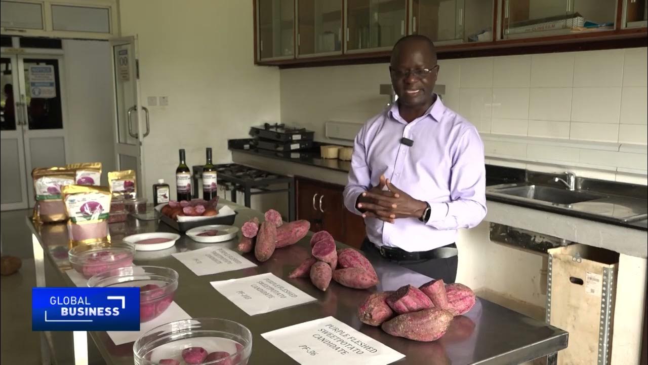 Ugandan scientists unveil three new purple sweet potato varieties