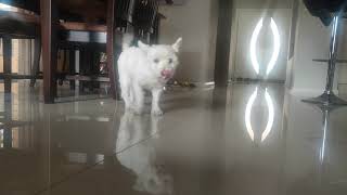 Ruby the Westie