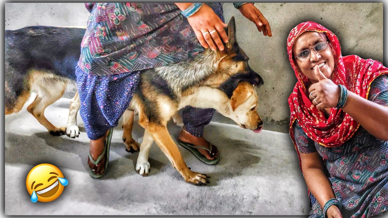 Hiding Behind a Blanket Prank on My Cute Dogs YouTube