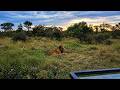 Black Dam Male Lion Roaring | Kruger | 23 April 2026
