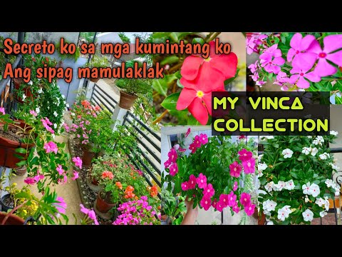 Video: Ano ang hitsura ng Vinca?