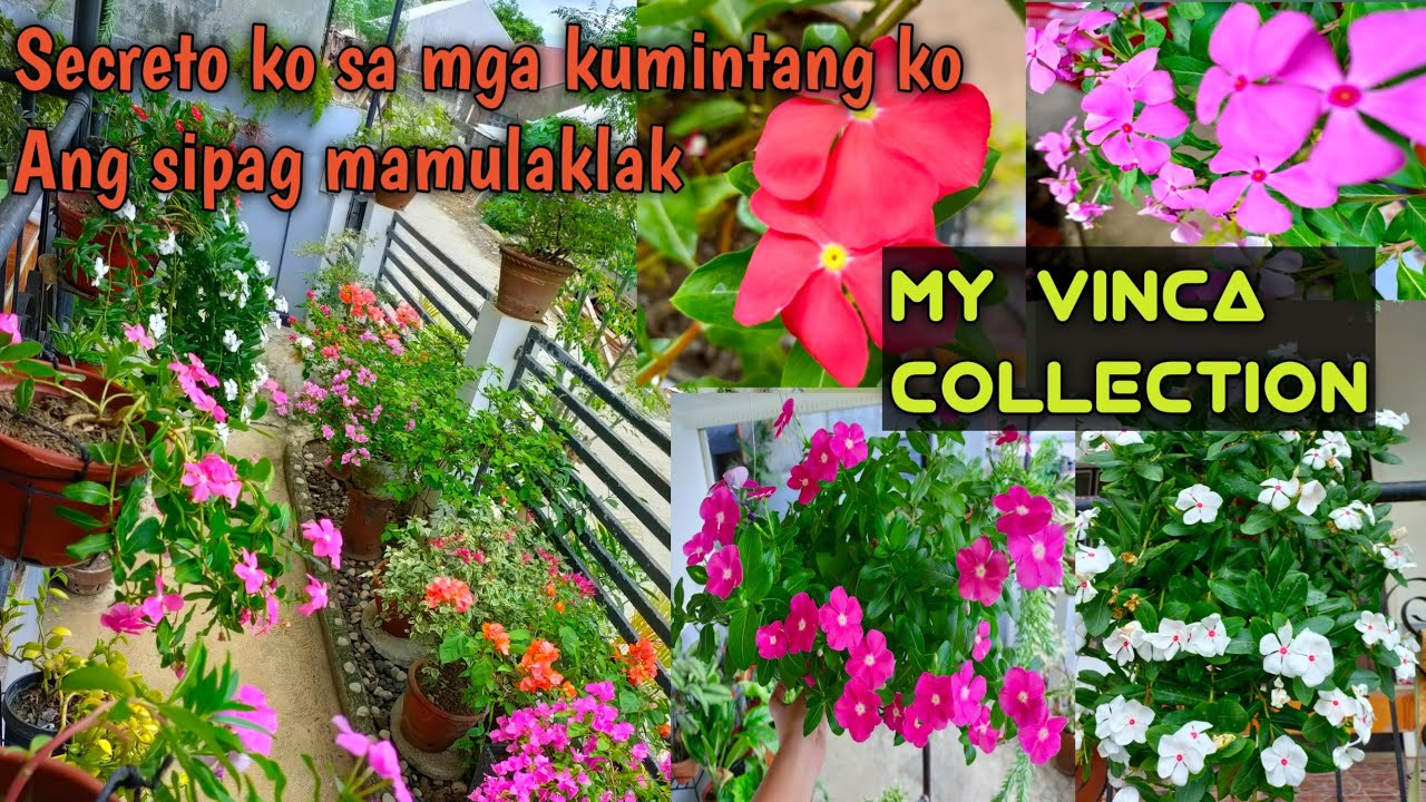 Ang sipag mamulaklak ng Vinca plant ko/periwinkle care/Tisay Collection