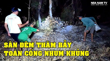 Săn bắt chuột bất ngờ những chiếc bẫy dính toàn chuột cống nhum khủng thấy mê/NGÃ NĂM TV