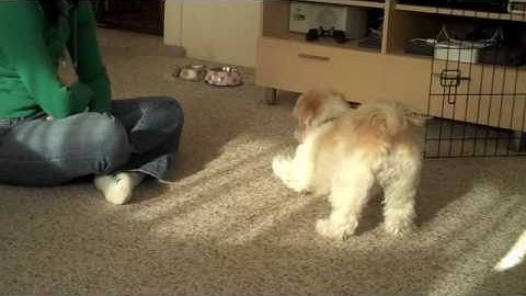 Cricket Fetches a Slipper: Behavior Created with Shaping by Successive Approximation