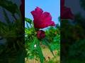 Daily mini vlog kese banaya daily mini vlog kese cup cat se editing kere #vlogger #youtubevloggers