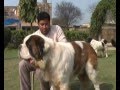 Reactive Dog Training Portland Oregon