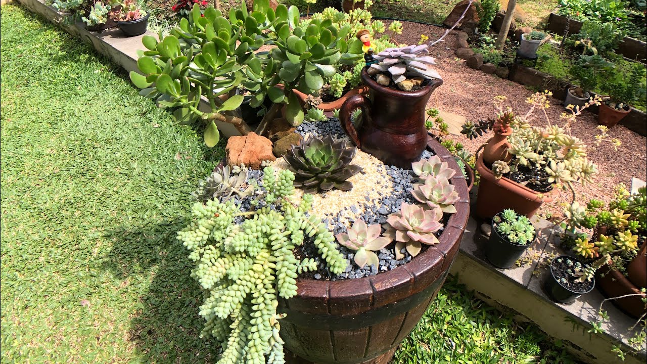 Como montar um VASO com lindas SUCULENTAS RESISTENTES ao SOL