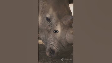 Save the Rhinos  Act Now!
