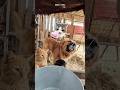 Sapi untuk semua 🐄 🍼