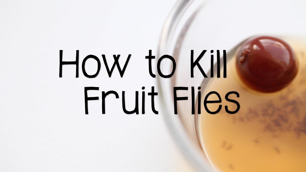 How to Kill Fruit Flies in 5 Easy Steps - State Farm®