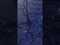 #holiday #neuron #nih #short #shorts #science #neuroscience