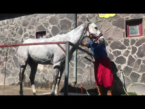 Video: At Nasıl Yıkanır