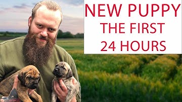 NEW PUPPY! How To Survive The First 24 Hours