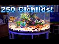 250 peacock cichlids in this aquarium the best of aquashella dallas 2021