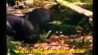 Hızlı Katil Kediler Öldürmeye Programlananlar Hayvanlar Alemi Belgeseli Izle