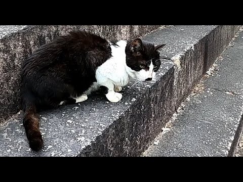 キジトラ野良猫の養父は黒白ネコ☆パパが居ない時だけ甘える息子が可愛い♪GentleStrayFather and Son. Black‐white daddy and brown tabby son.
