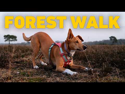 🔴 DOG TV 24/7 🌅 Sunset Forest Dog Walk Across Heathland 🌲 Nature Sounds 4K HDR