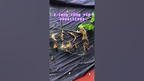 Sâm rừng víp #sâm_ngọc_linh_rừng #sâm_lai_châu_rừng