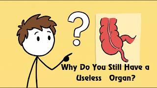 Why Do You Still Have a ‘Useless’ Organ