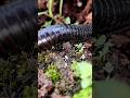 Berapa jumlah Kaki pada Hewan Kaki seribu?? - short video #snailhunter