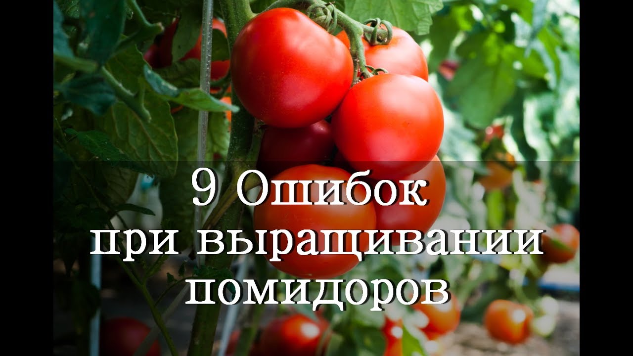 Проблемы при выращивании томатов Проблемы при выращивании томатов