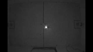 A female tungara frog showing phonotaxis to a frog call.