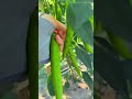harvesting fresh long green chili peppers from the plant stems by hand in agricultural farm garden