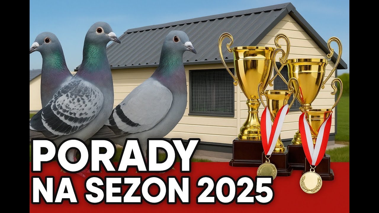 Jak JA przygotowuje gołębie pocztowe do sezonu 2025, Moje sprawdzone porady - Zbigniew Kukułka TV
