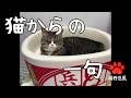 猫からの一句　#31【むぎさま】#猫野芭蕉