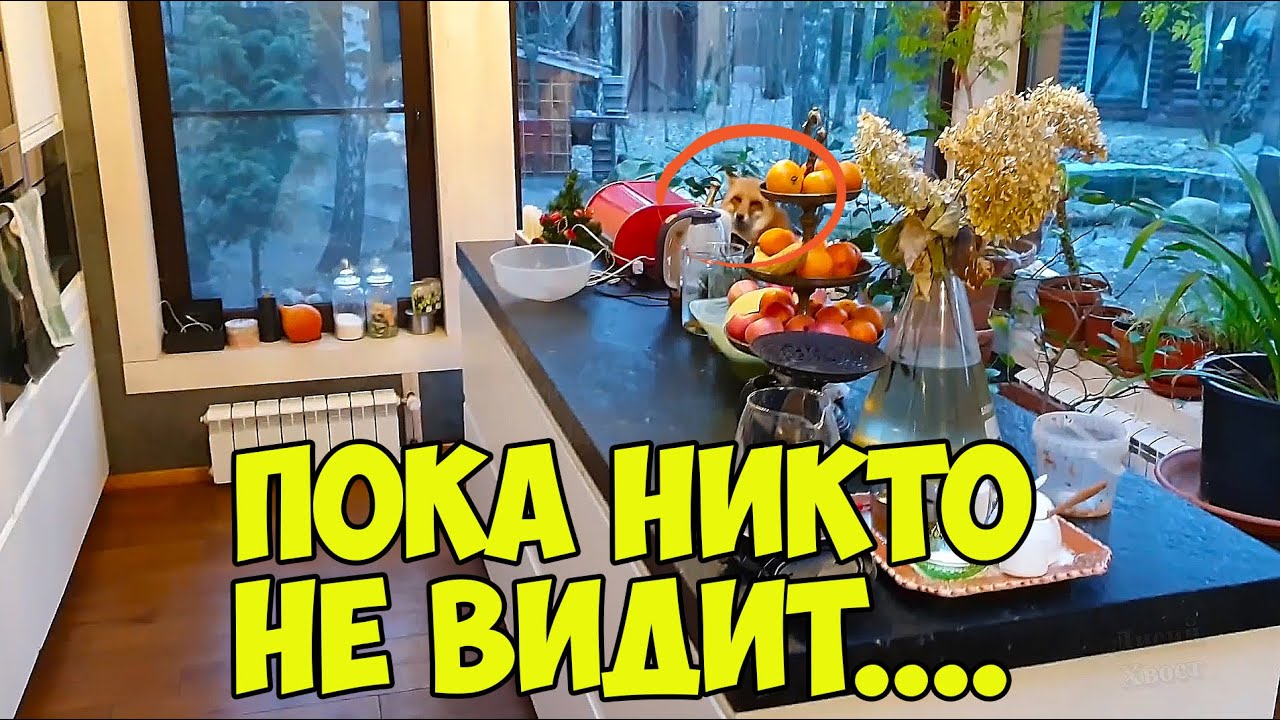 Лиса алиса машины Лиса алиса машины
