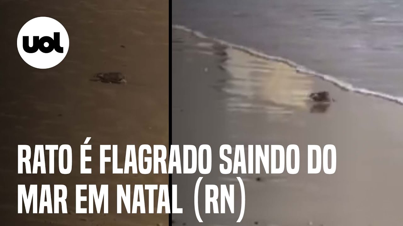 Rato gigante aparece em praia #animaisnotiktok #biologia #ratos #curio