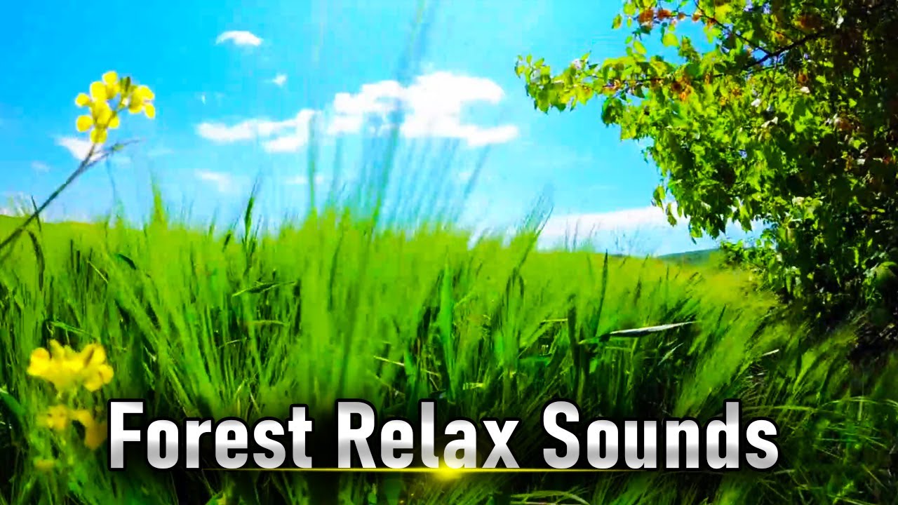 Forest Relax Sounds | Stress Relief Music | Calm Nature Sounds ...