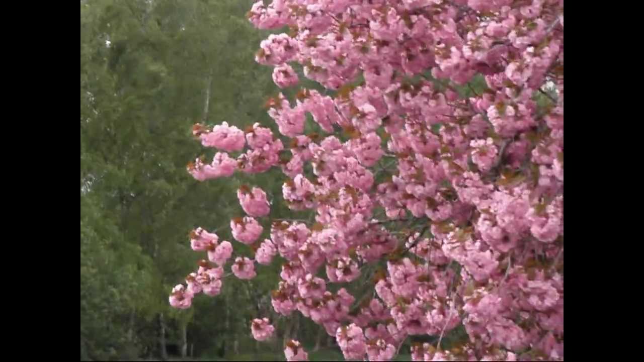 Japanse Kers ( boom ) bloeit uitbundig - YouTube
