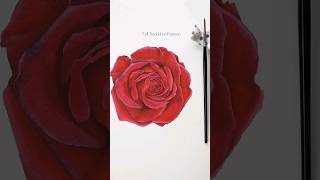 how to #paint #red #rose with #watercolor