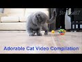 Cute adorable cat kitten tabby  compilation