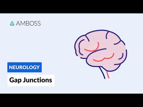 Gap Junctions: Intercellular Communication