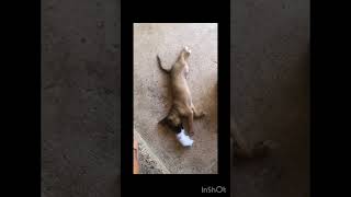 #paratiiiiiiiiiiiiiiiiiiiiiiiiiiiiiii #viralvideo #animals #perros travesuras del perro