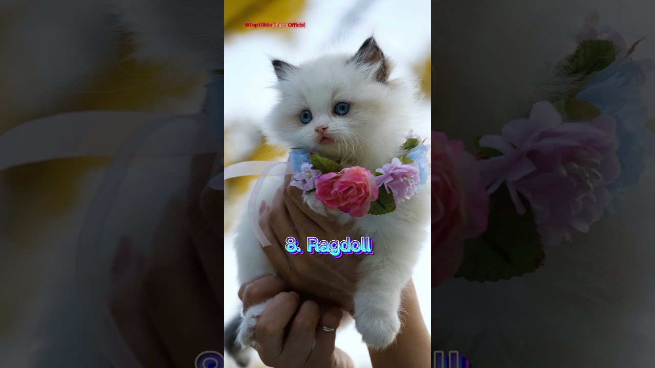 Top 10 Cutest Cat Breeds In The World 2025 Cute Catvideos Catlovers Shorts