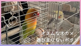 眠たいオカメインコ遊びたいボタンインコ