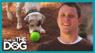 The Secret to a Calmer Dog: Why Mental Energy Matters | Its Me Or The Dog