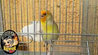 Ini dia Perpaduan Kenari dan Goldfinch suaranya jadi indah cocok buat masteran burung apa saja