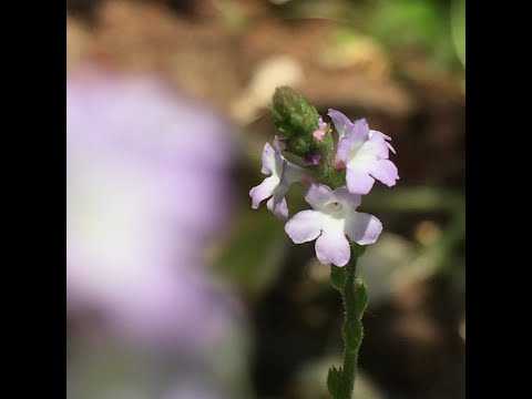 Video: Verbena Officinalis - Bác Sĩ Phổ Quát