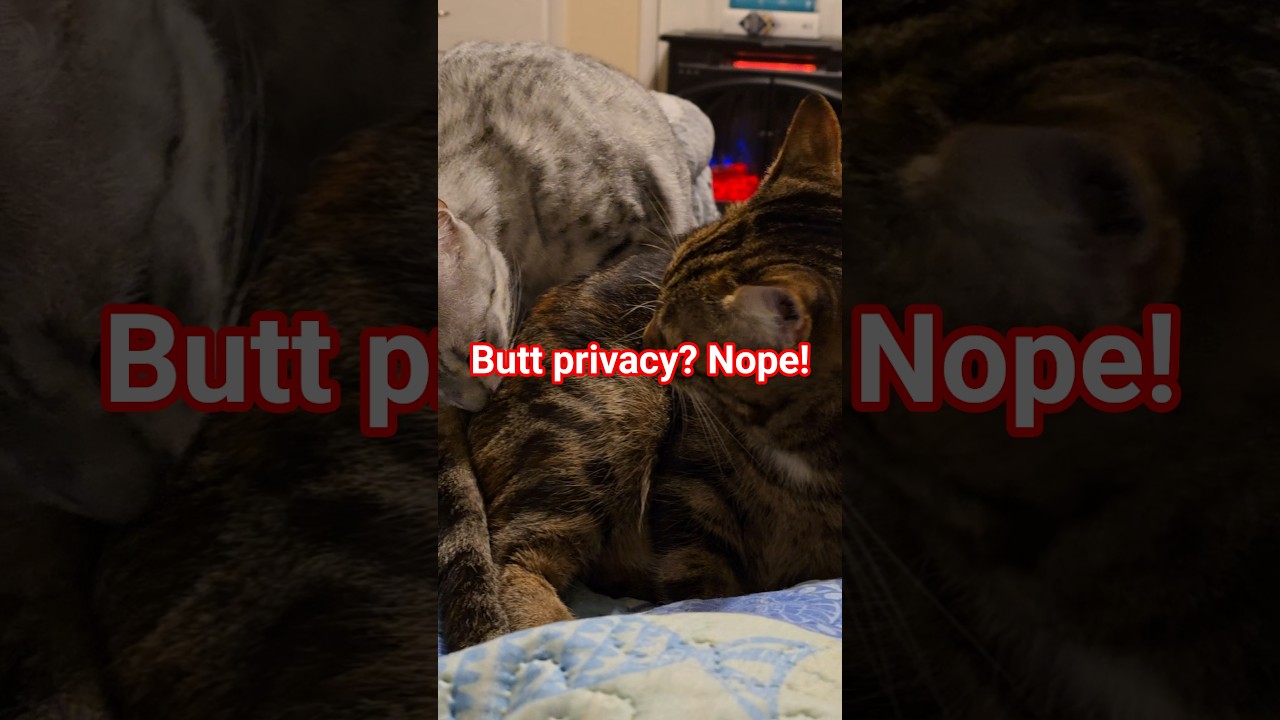 Rockstar wants to know a few things. 🤣 