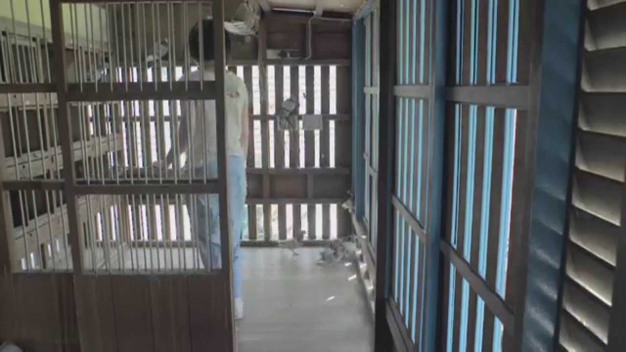 小小之歌-比利時賽鴿基金主題曲