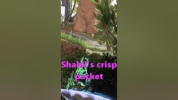 Strategy Was Almost Ruined by a Bag of Crisps... #apex #gaming #youtubeshorts